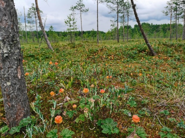 Сфагновое болото уровень организации