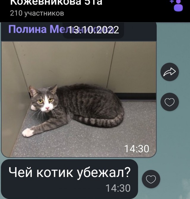 "Вынужден оставить свою кошечку в лифте. Я уезжаю, с животными не пустят на границе. Она очень хорошая, вы не пожалеете"