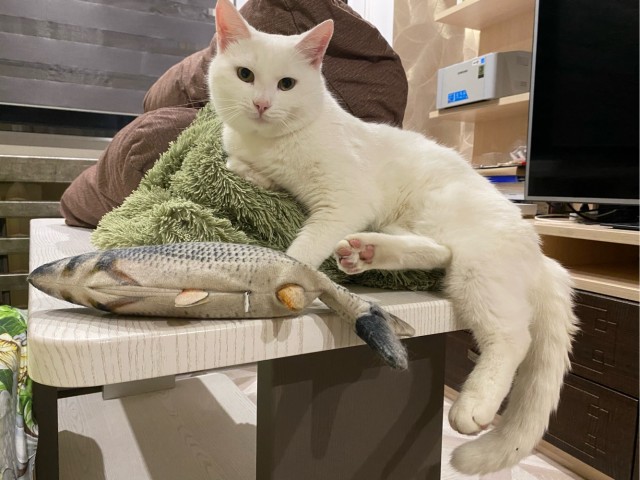 Уличный котей - 1, домашний котей +1