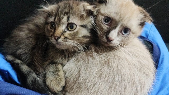 Коты-работяги