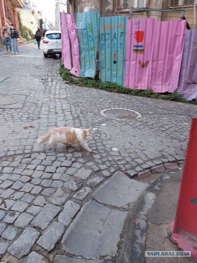 Котики Стамбула