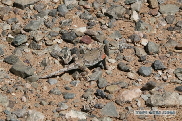 В Монголию на мотоциклах 2006