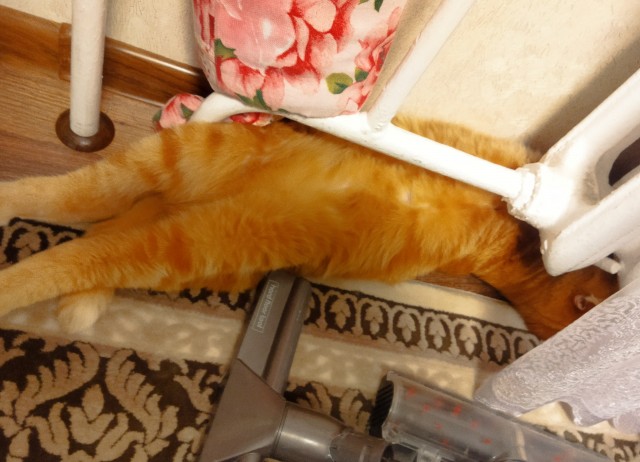 Котовторник Рыжих