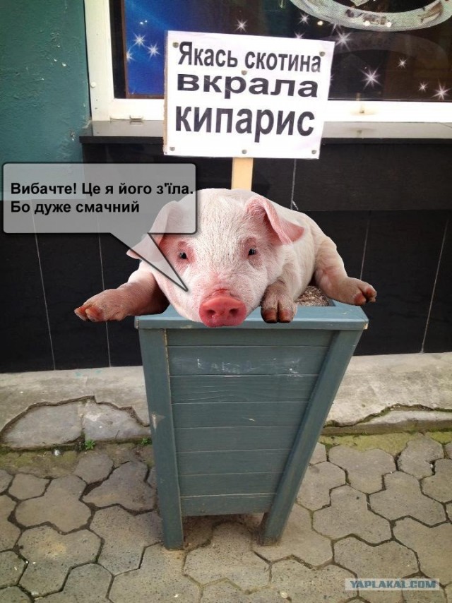 Якась скотина