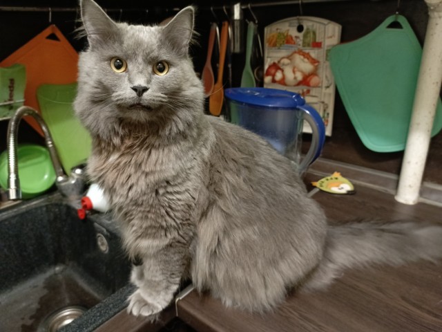 К - Котовторник ☺ Пополнение