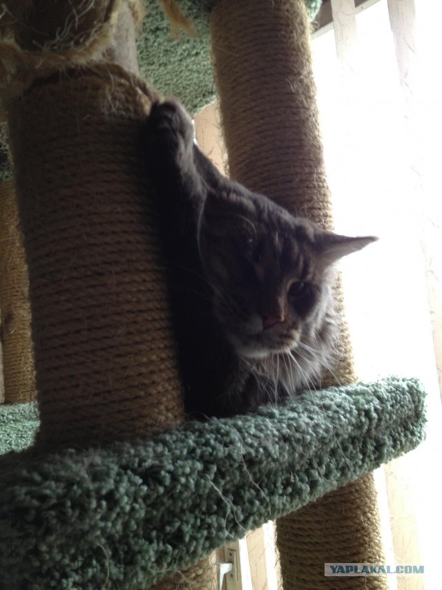 Котовторник 30.04.2013