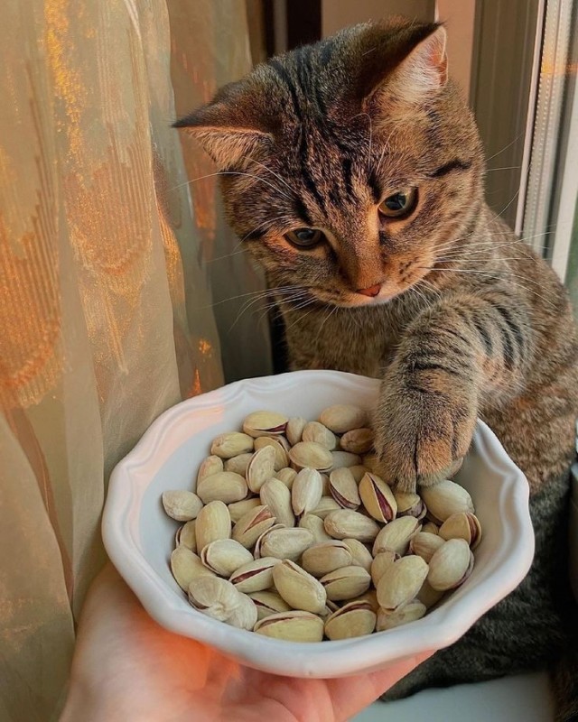 Котовторник в картинках
