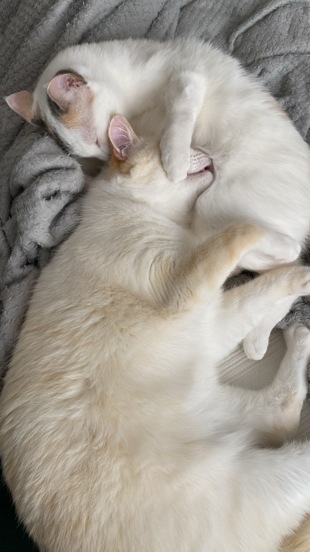 Жизнь с котом в одной картинке
