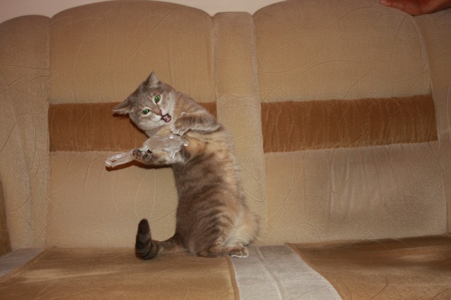 12 самых смешных котов в истории комического конкурса Comedy Pet Photography Awards