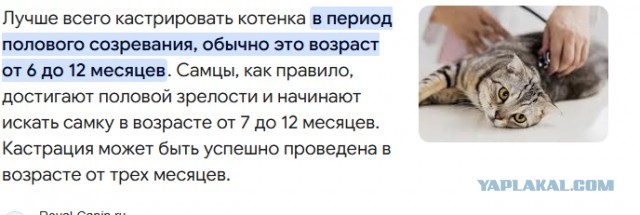 В Новосибирске более 200 человек пришли на митинг против эвтаназии животных.