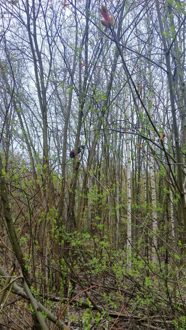 Литболталка