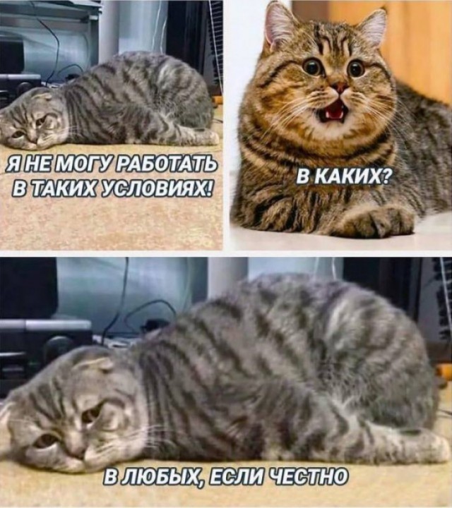 К-котовторник.