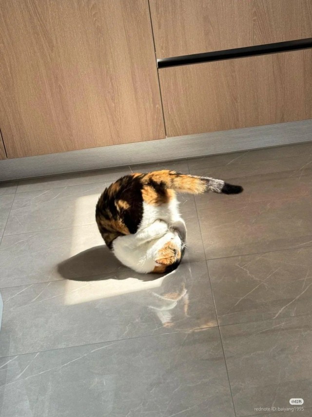 Кошка, что ты делаешь???