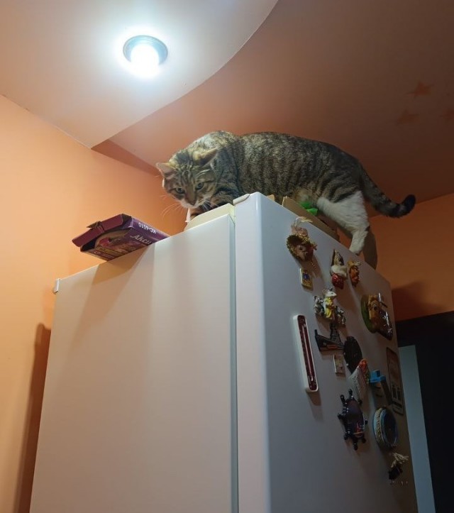 Котовторник. Где коты? Мой вот!