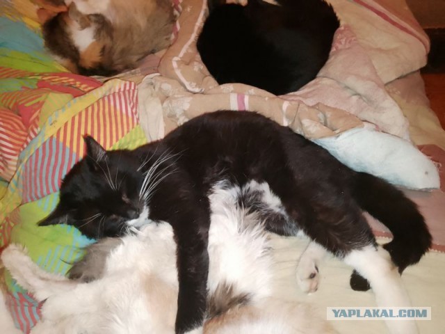 Жизнь домашнего приюта для котеек 574