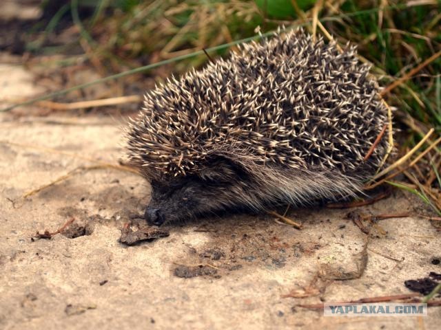 А у меня пополнение:)