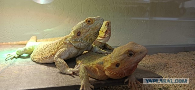 Ну, нет на Япе дня ящериц.