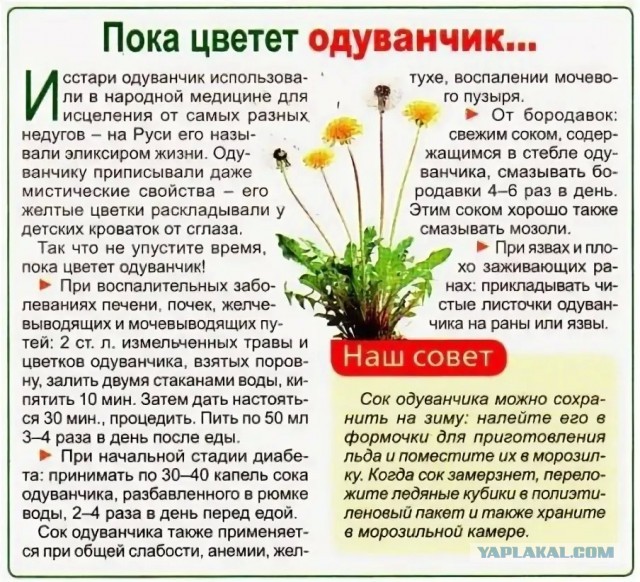 Сорняки