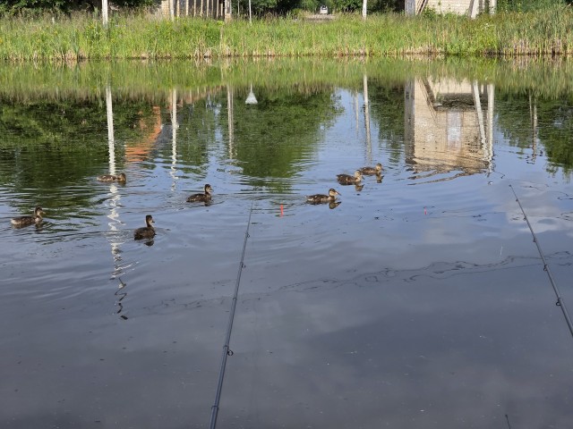 Уточки