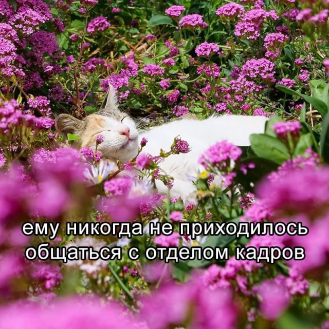 Изображения для сокращения лицевой мускулатуры