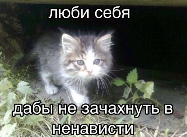 Так себе картинки 18.08.26