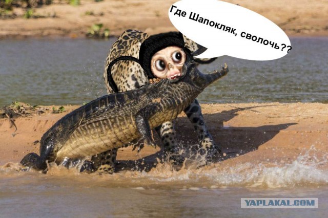 Эй-эй! Да ты обнаглел, парень!, ягуар против каймана