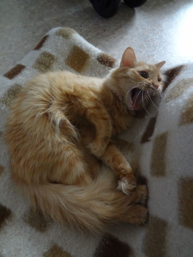 Котовторник 8.10.2013