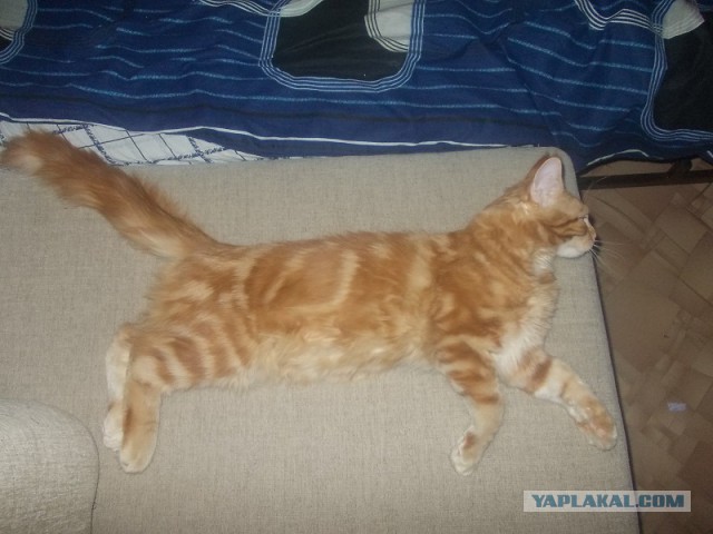 Котовторник   31.12.  2013