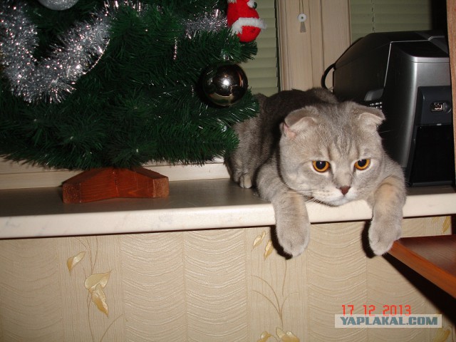 Котовторник   31.12.  2013