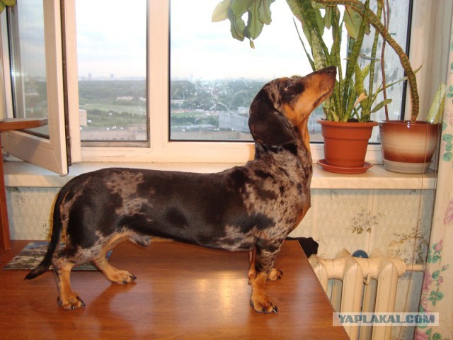О, my dog