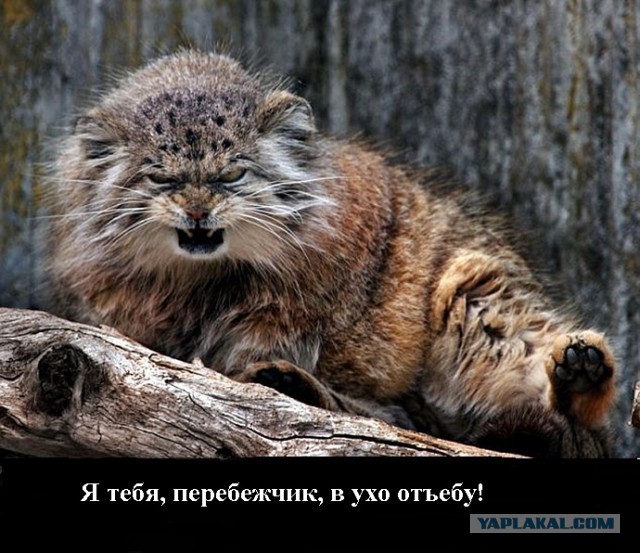 Европа напугана