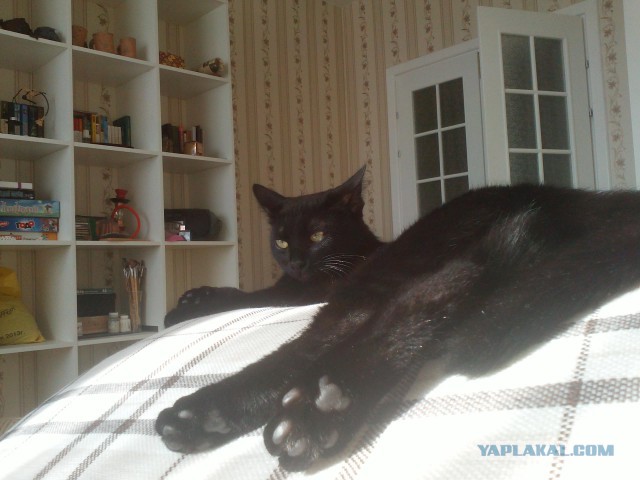 Котовторник 01.04.2014