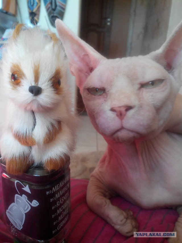 Котовторник 29.04.14.