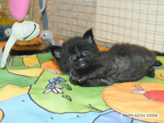 Котовторник  08.07.2014