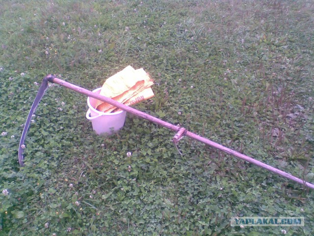 Мои грибочки...