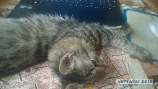 Котовторник 30.09.2014