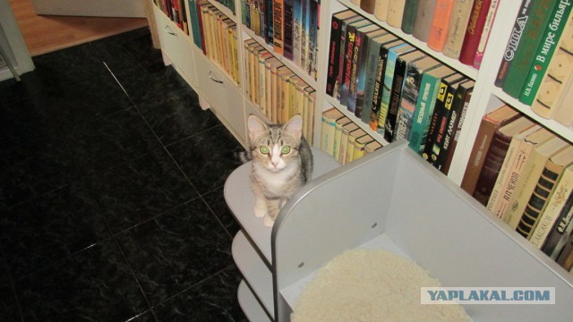 Котовторник 7.10.2014