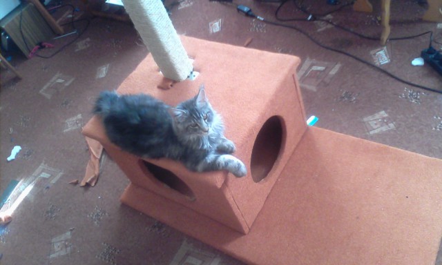Котовторник
