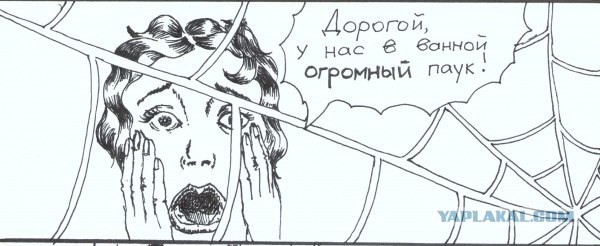 Паук в ванной