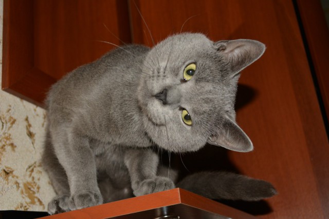 Котовторник