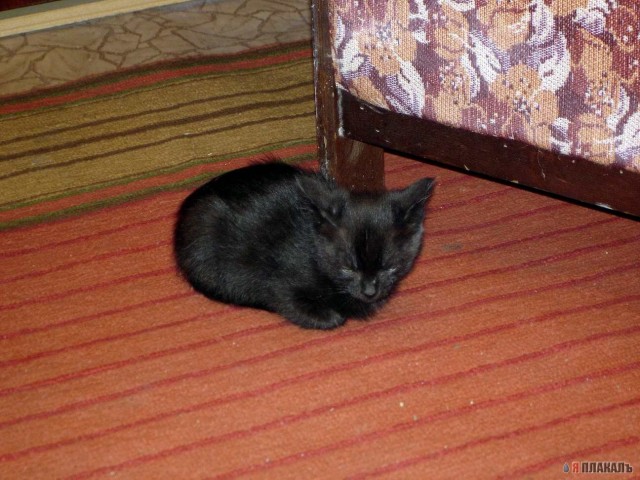 Коты, кошки, котята