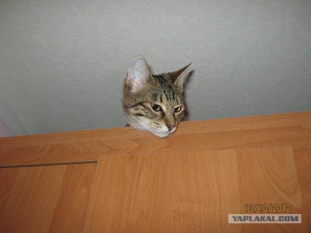 Коты в засаде
