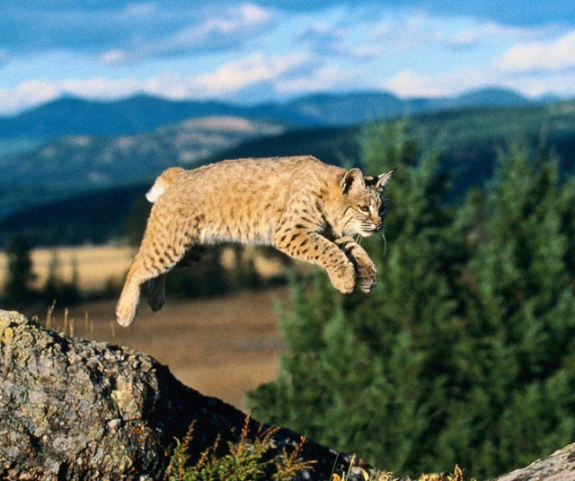 ДИКИЕ КОШКИ