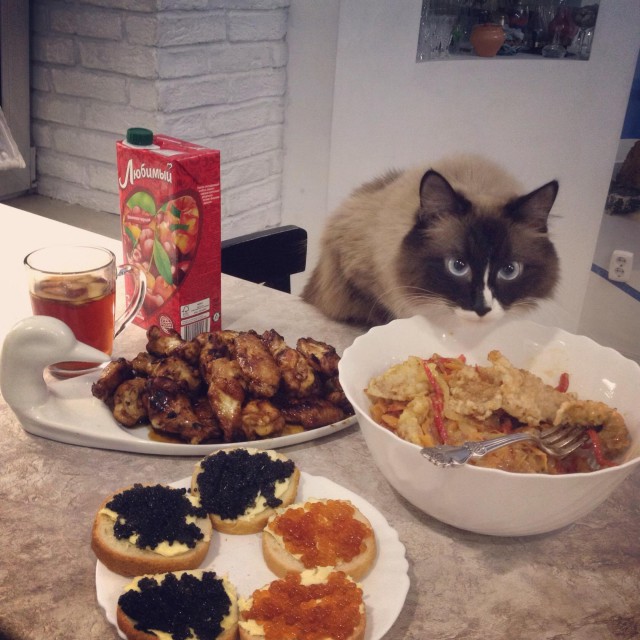 Котовторник  01.03.2016