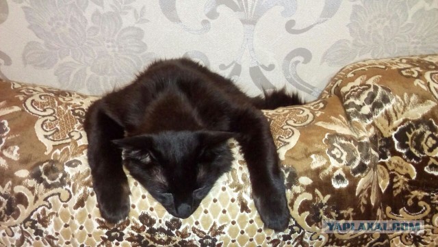 Котовторник 29.03.2016