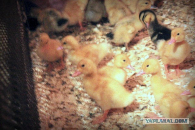 Сельскохозяйственный эксперимент ч. 7