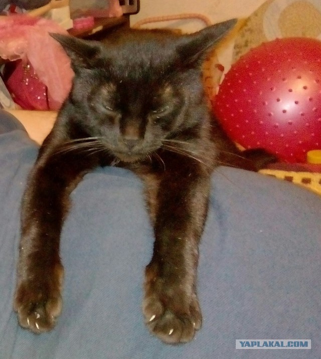 Ваши фотки котов на телефон
