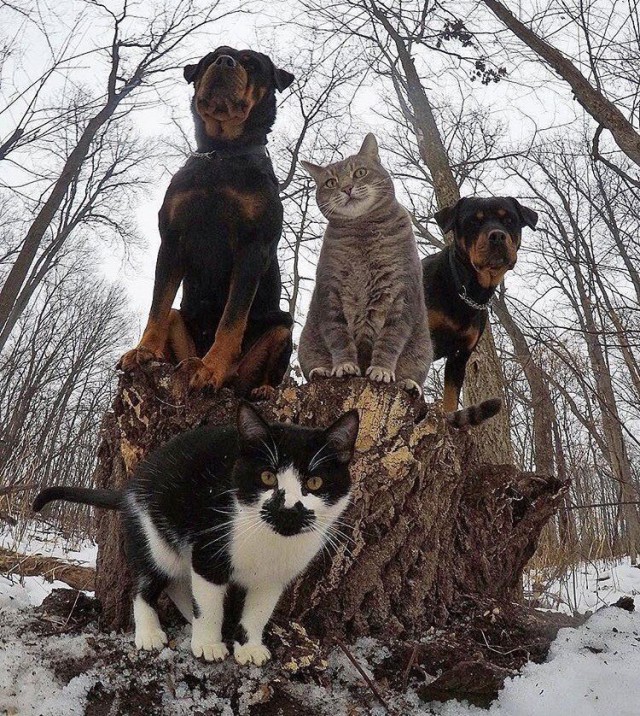 Коты из сети