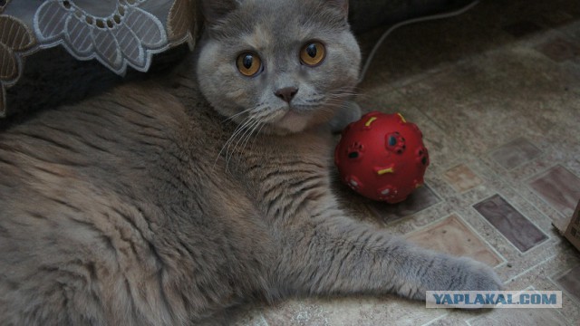 Котовторник  17.01.2017