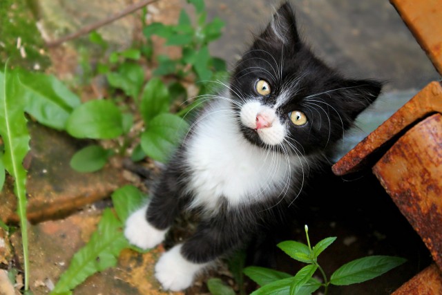 Коты и Кошки